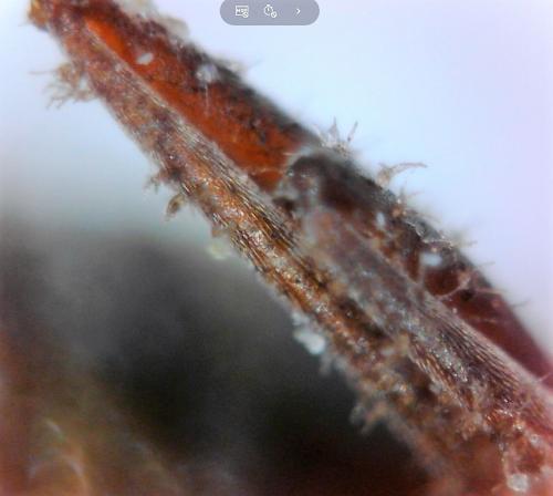 Lepisiota spinisquama